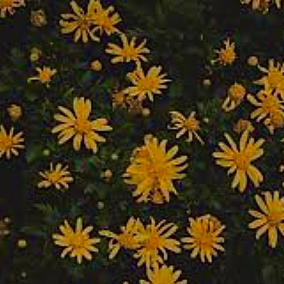 Meet your Posher, Wren - Picture 1 of 1